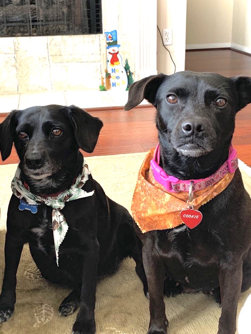 Cookie and Pepper, the two rescue dogs