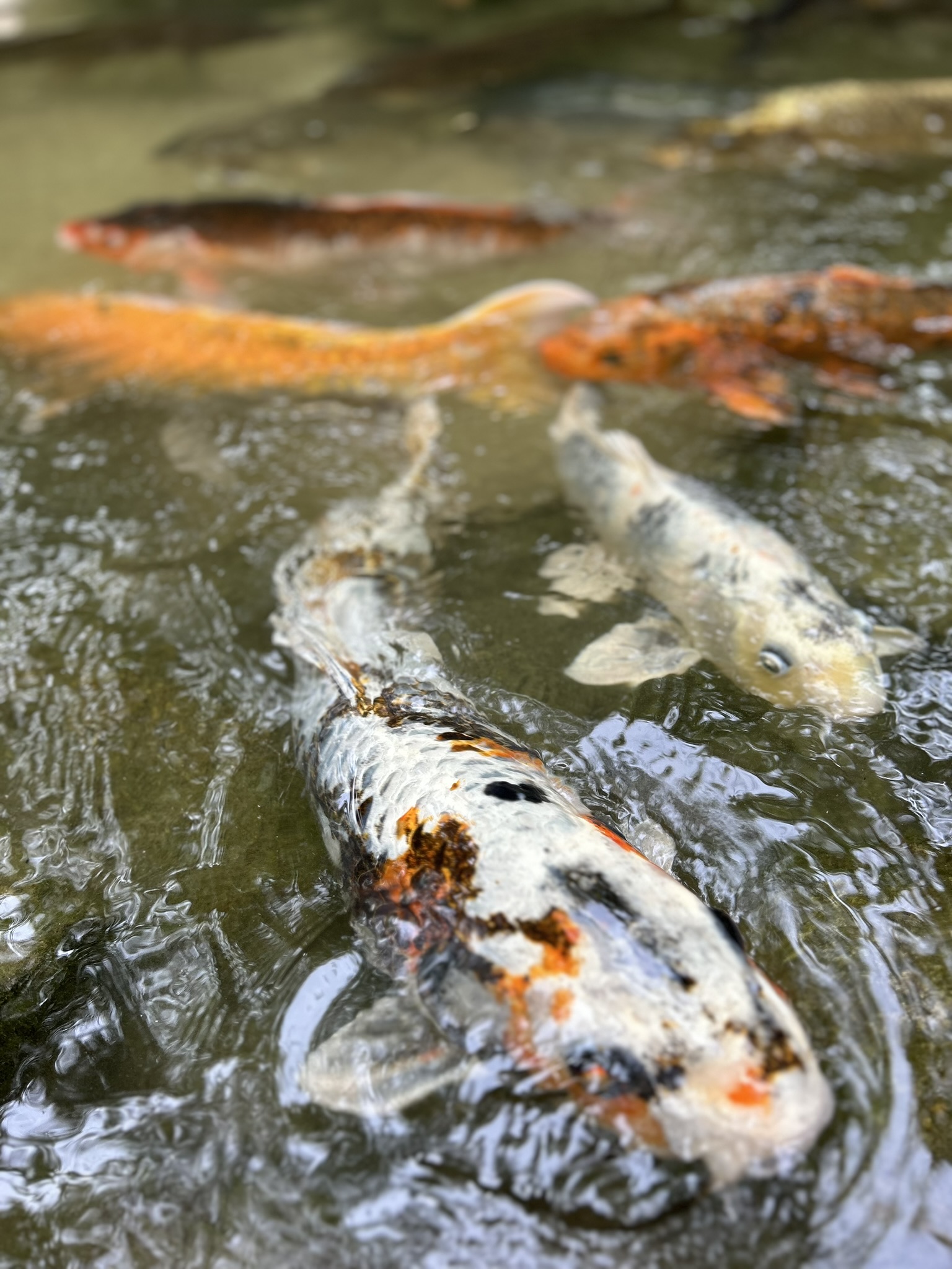 Japan — Miyajima photo 17