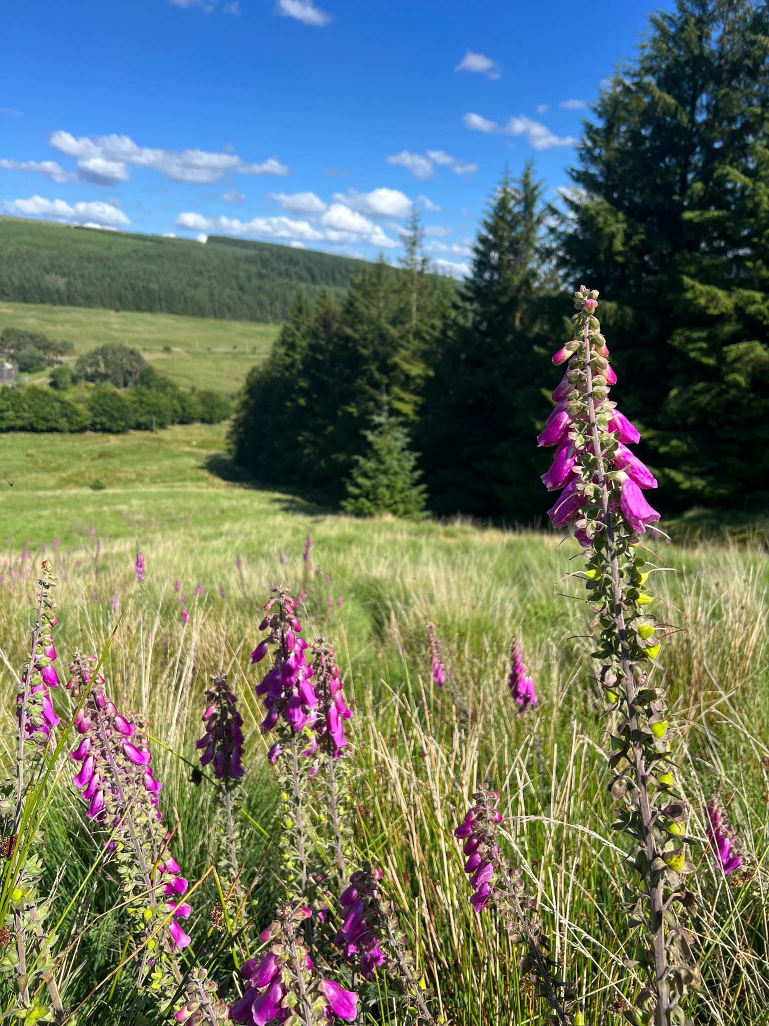 UK — Wales photo 14