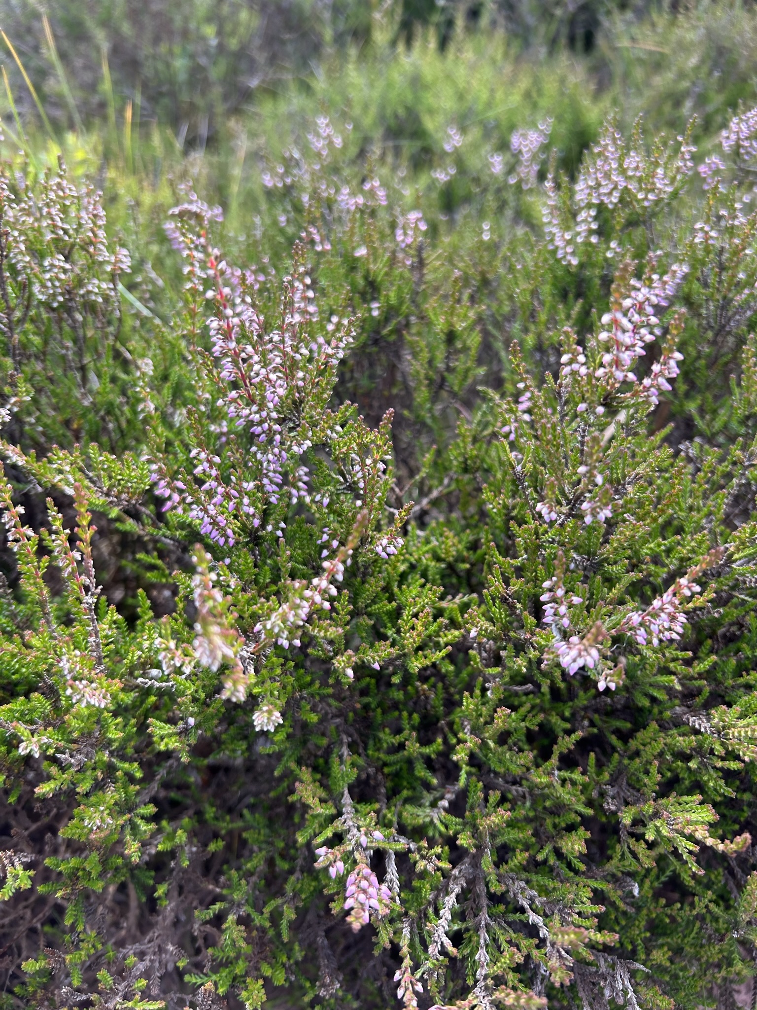 UK — Wales photo 34